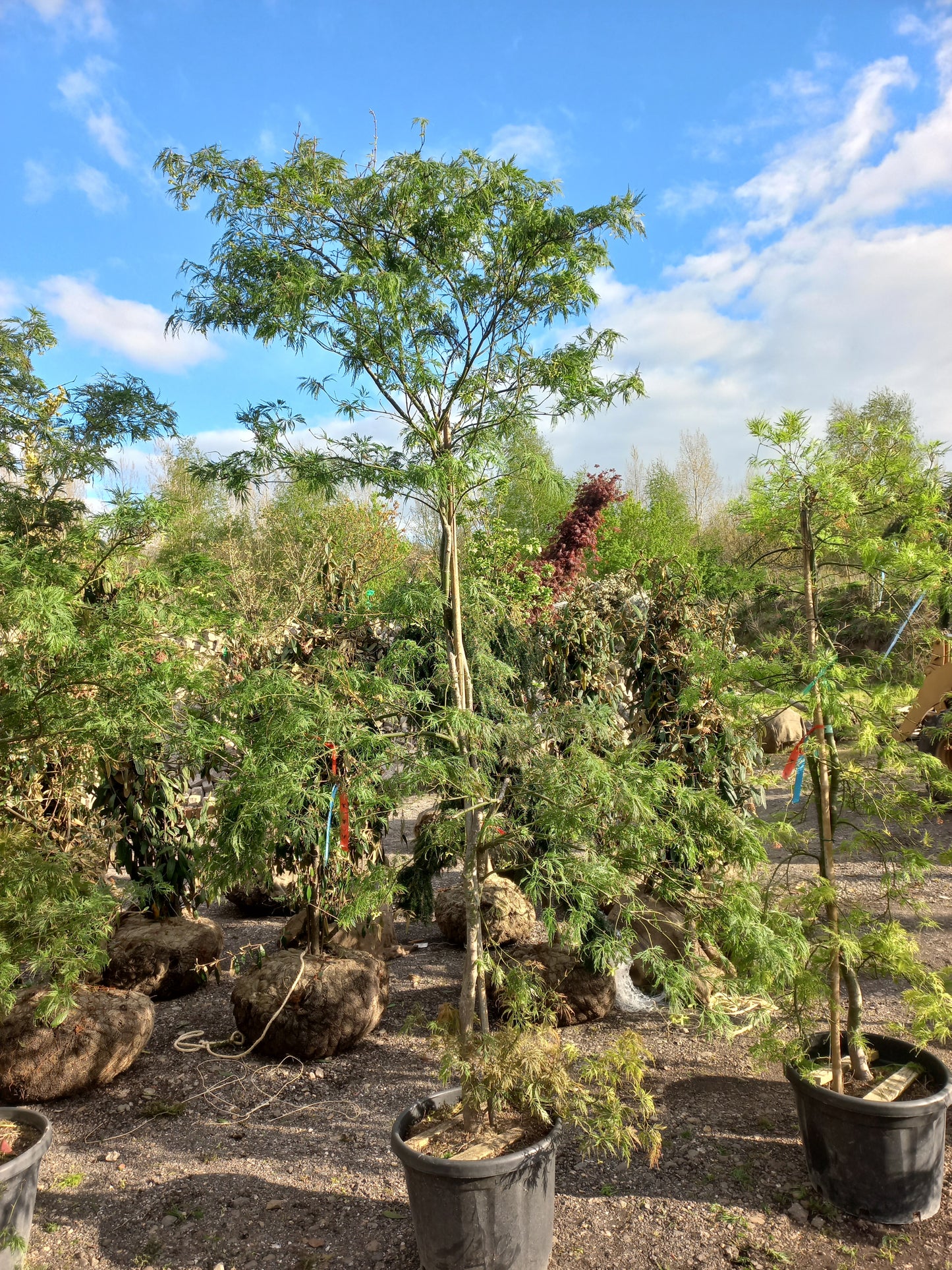 Acer palmatum atropurperea japanse esdoorn