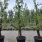 Oude peer fruitboom Doyenne du Comice