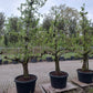 Oude peer fruitboom Doyenne du Comice