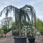 Cedrus Atlantica glauca Pendula 40 jaar oud treurceder