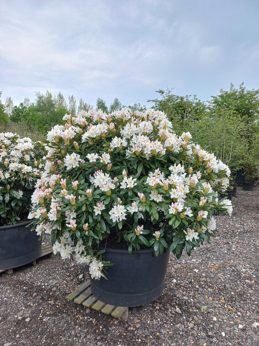 Rhododendron Hybr. Cunninghams White