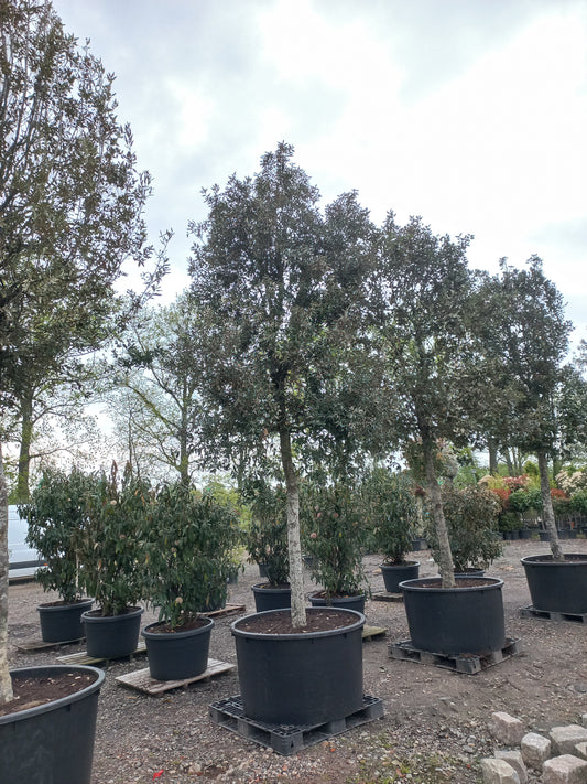 Quercus Ilex hoogstam groenblijvende steeneik