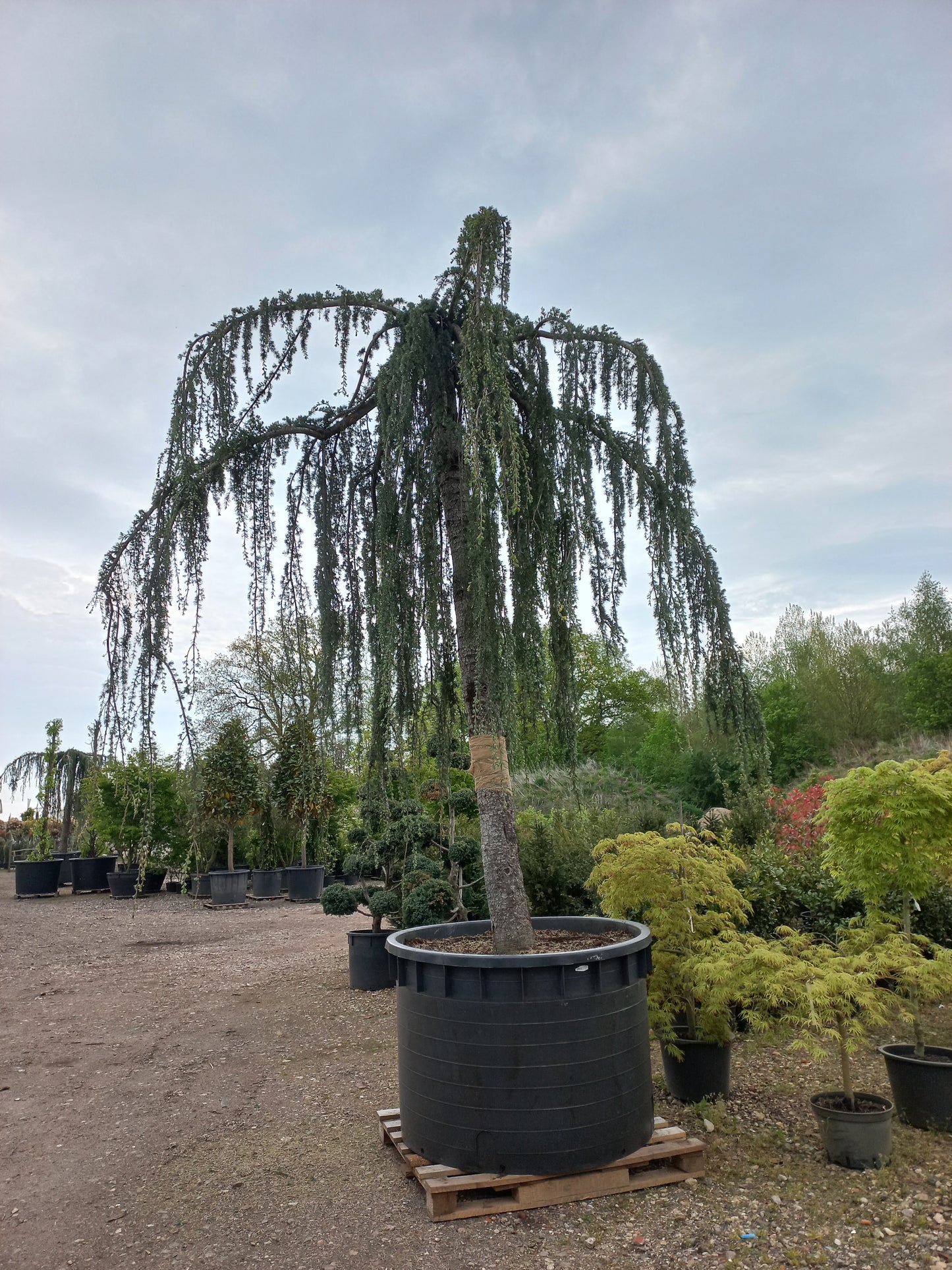 Cedrus Atlantica glauca Pendula 40 jaar oud treurceder