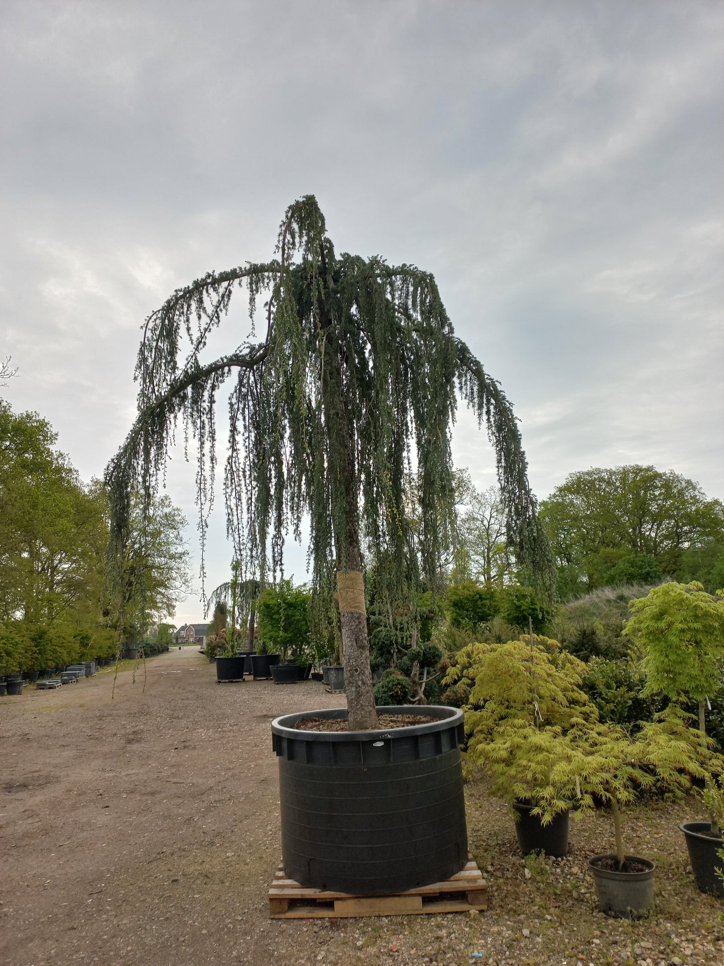 Cedrus Atlantica glauca Pendula 40 jaar oud treurceder