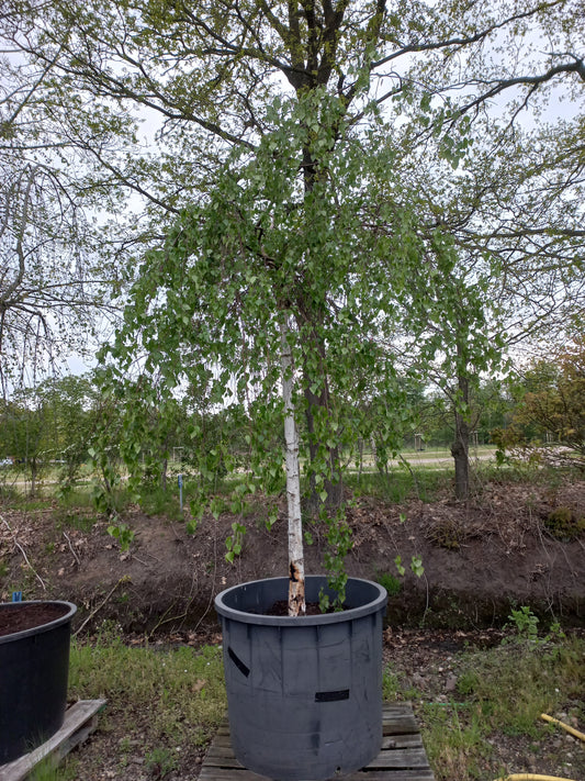 Betula pendula Youngii treurberk