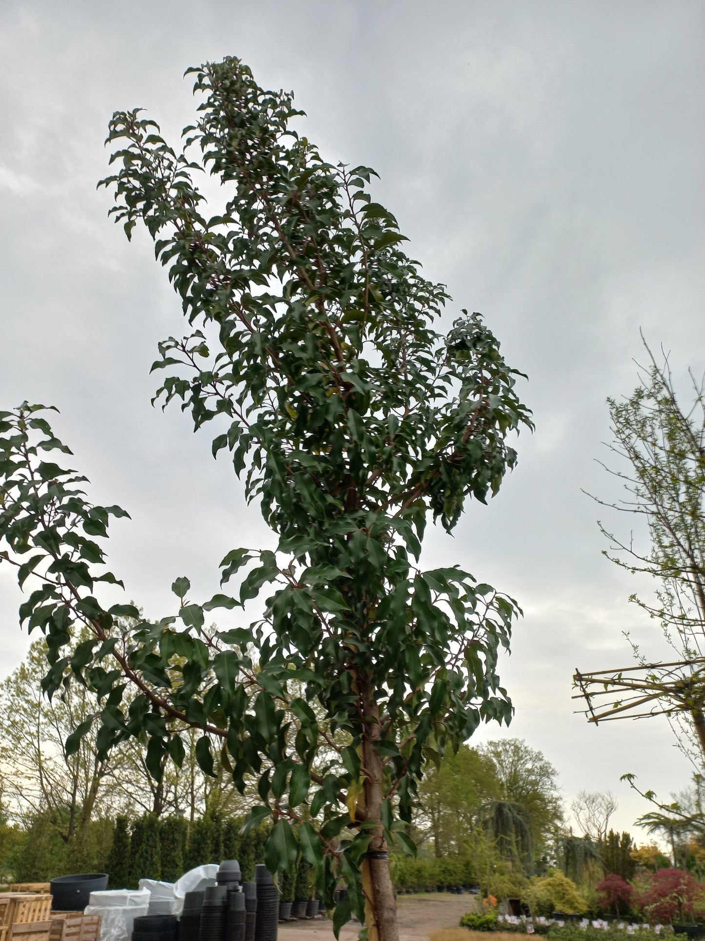Prunus lusicanica portugese laurier hoogstam