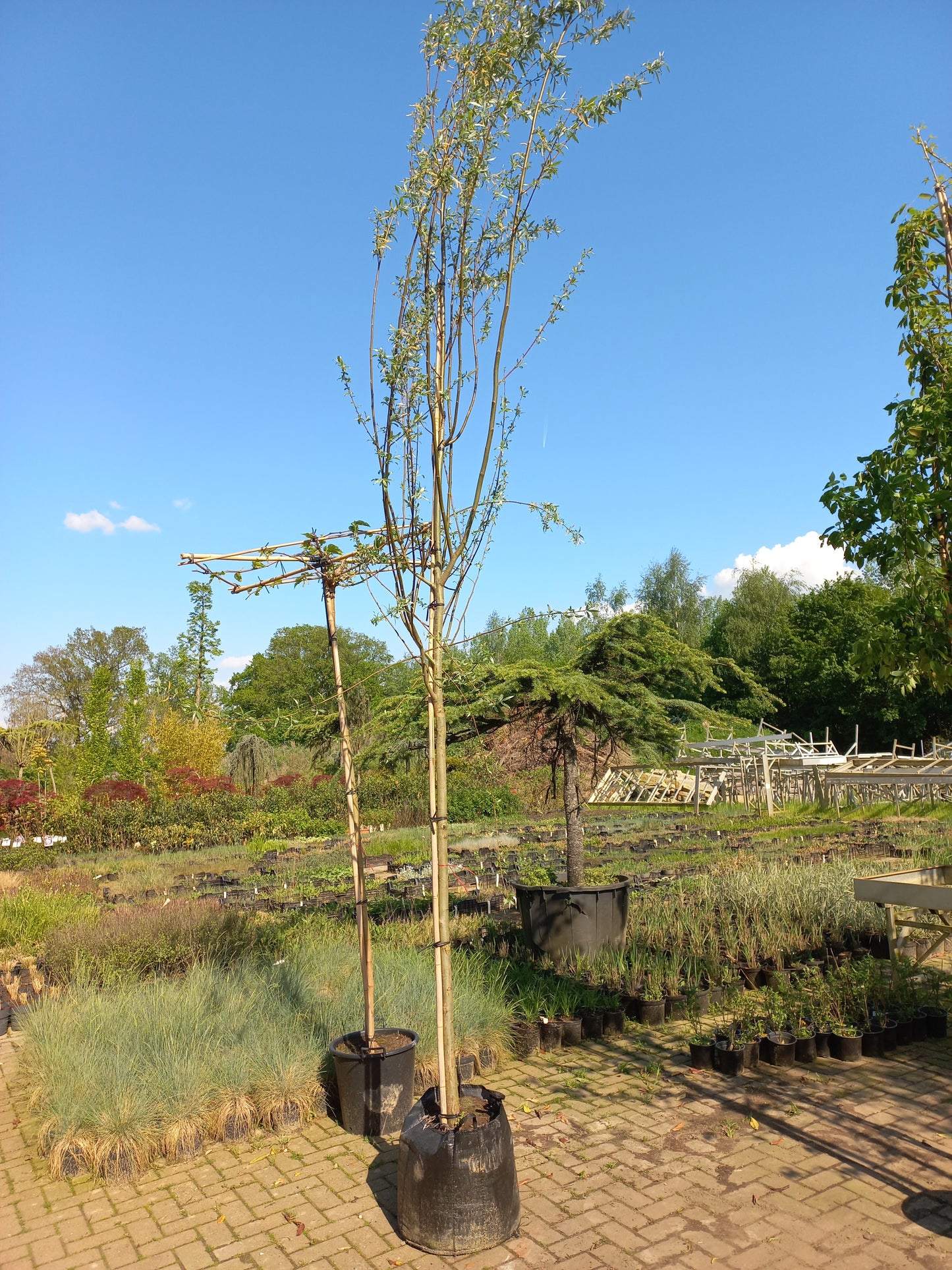 Salix alba wilg