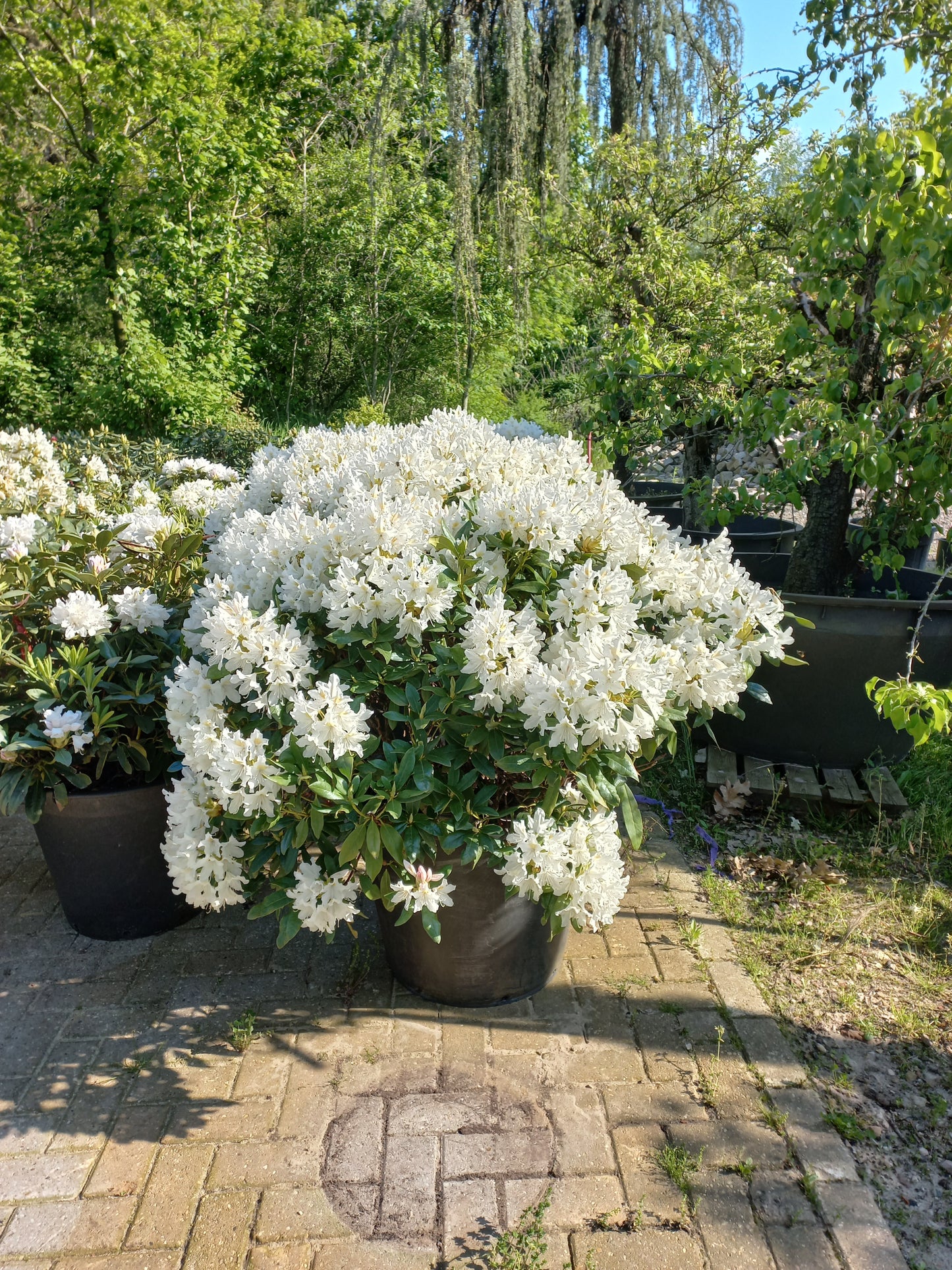 Rhododendron Hybr. Cunninghams White 80-90cm