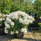 Rhododendron Hybr. Cunninghams White 80-90cm