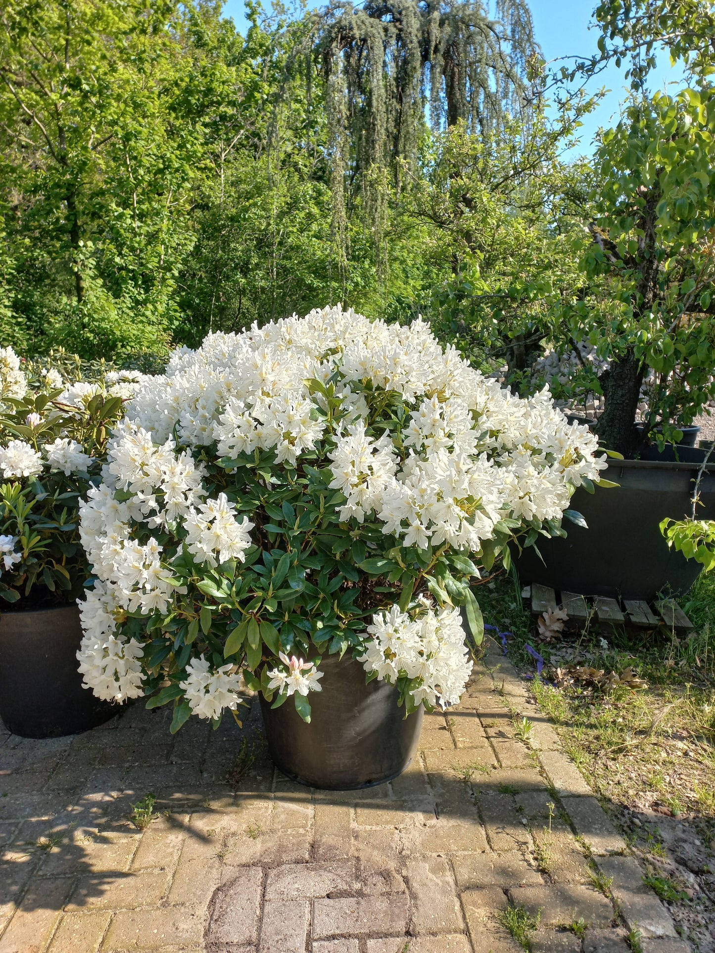 Rhododendron Hybr. Cunninghams White 80-90cm