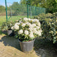 Rhododendron Hybr. Cunninghams White