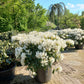 Rhododendron Hybr. Cunninghams White