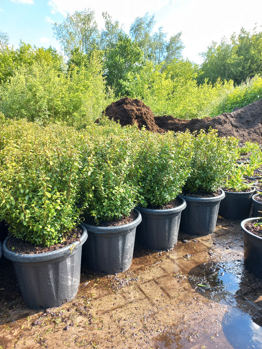 Ilex Crenata buxusvervanger