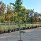 Liquidambar Styraciflua Amberboom