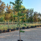 Liquidambar Styraciflua Amberboom