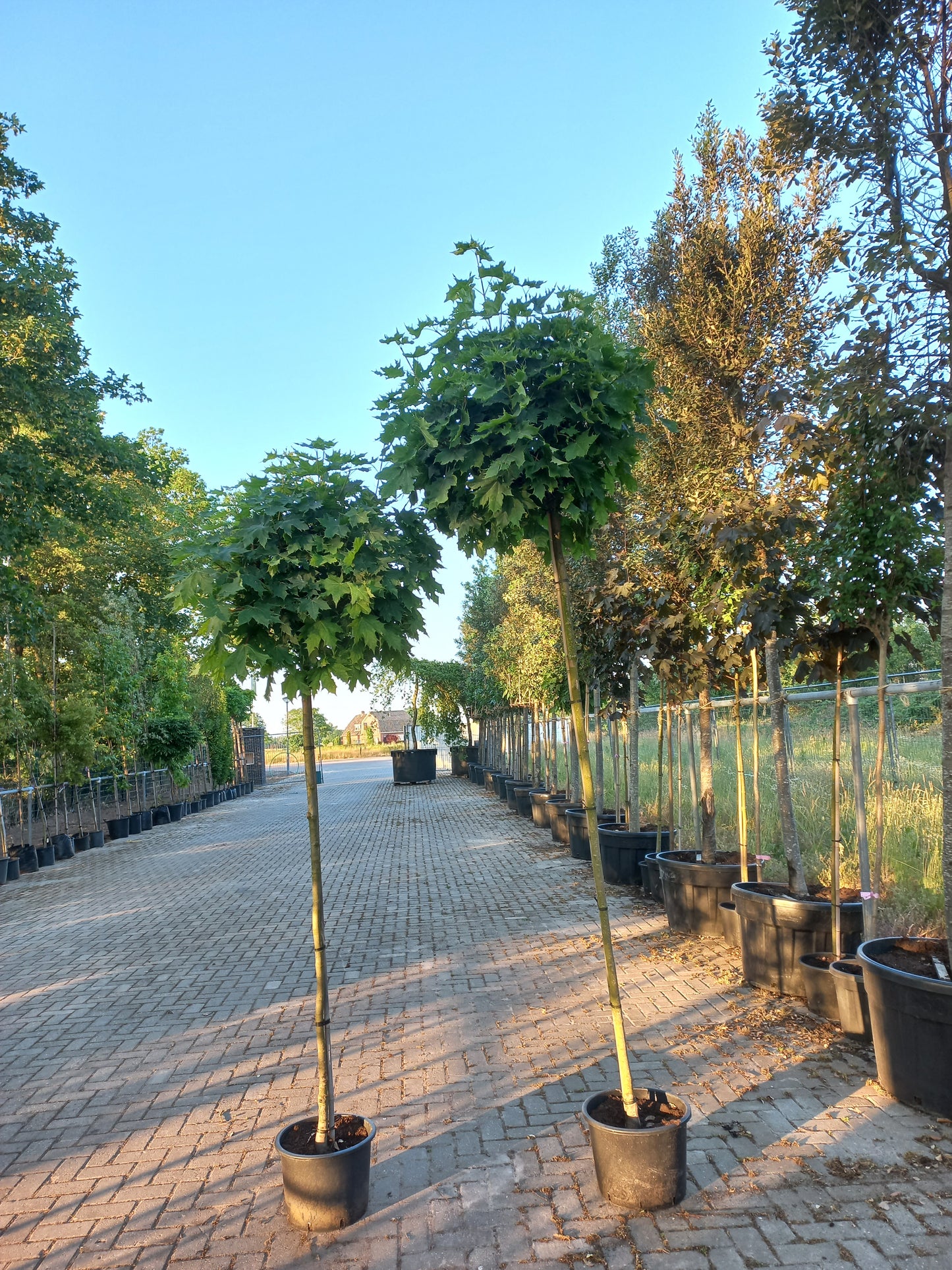 Acer platanoides Globosum esdoorn 225cm