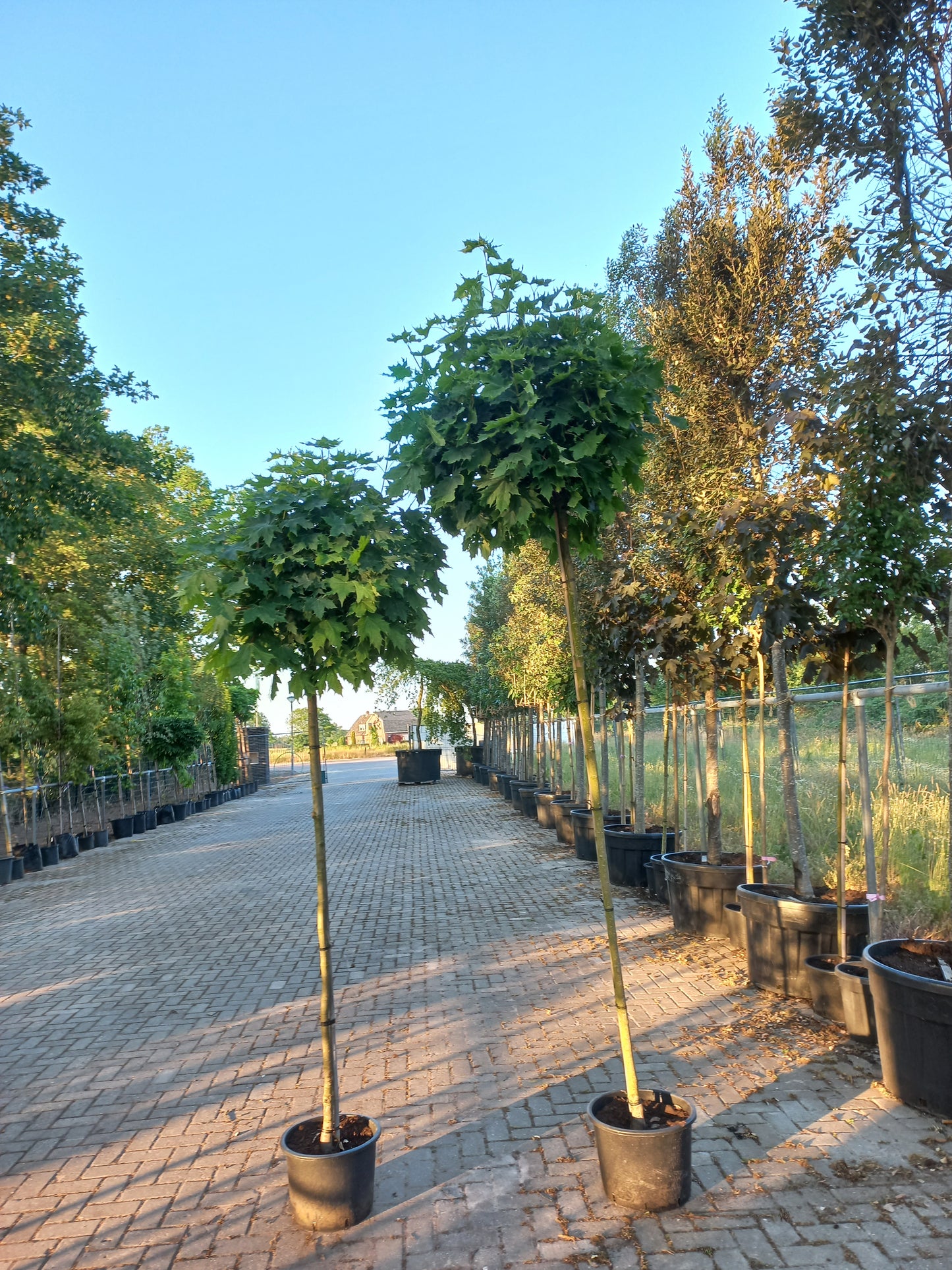 Acer platanoides Globosum esdoorn 180cm