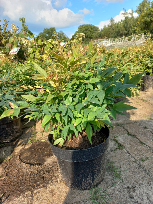 Nandina domestica Obsessed Gulfstream hemelse bamboe