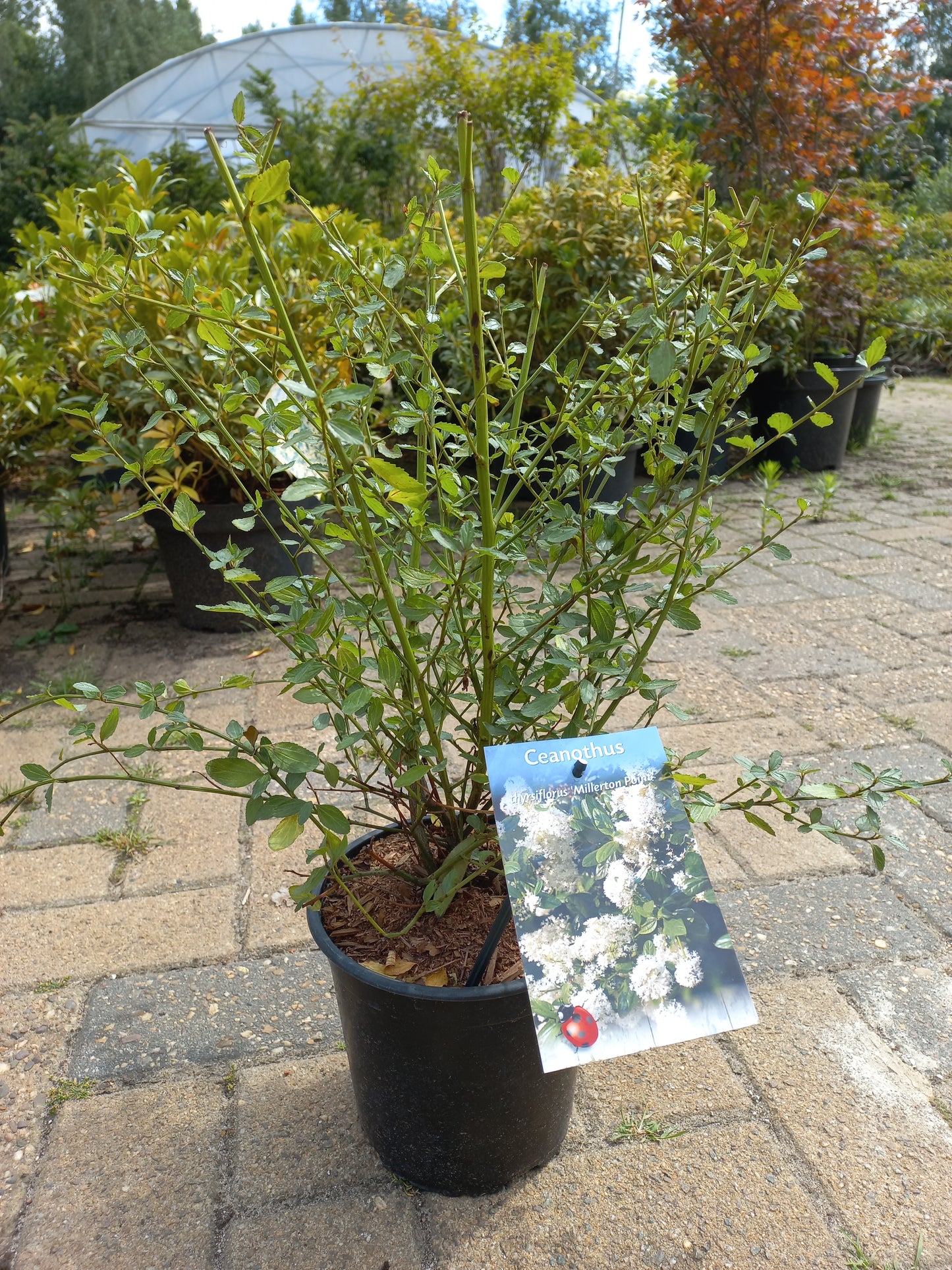 Ceanothus thyrsiflorus Millerton Point Amerikaanse sering