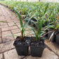 Liriope muscari Ingwersen