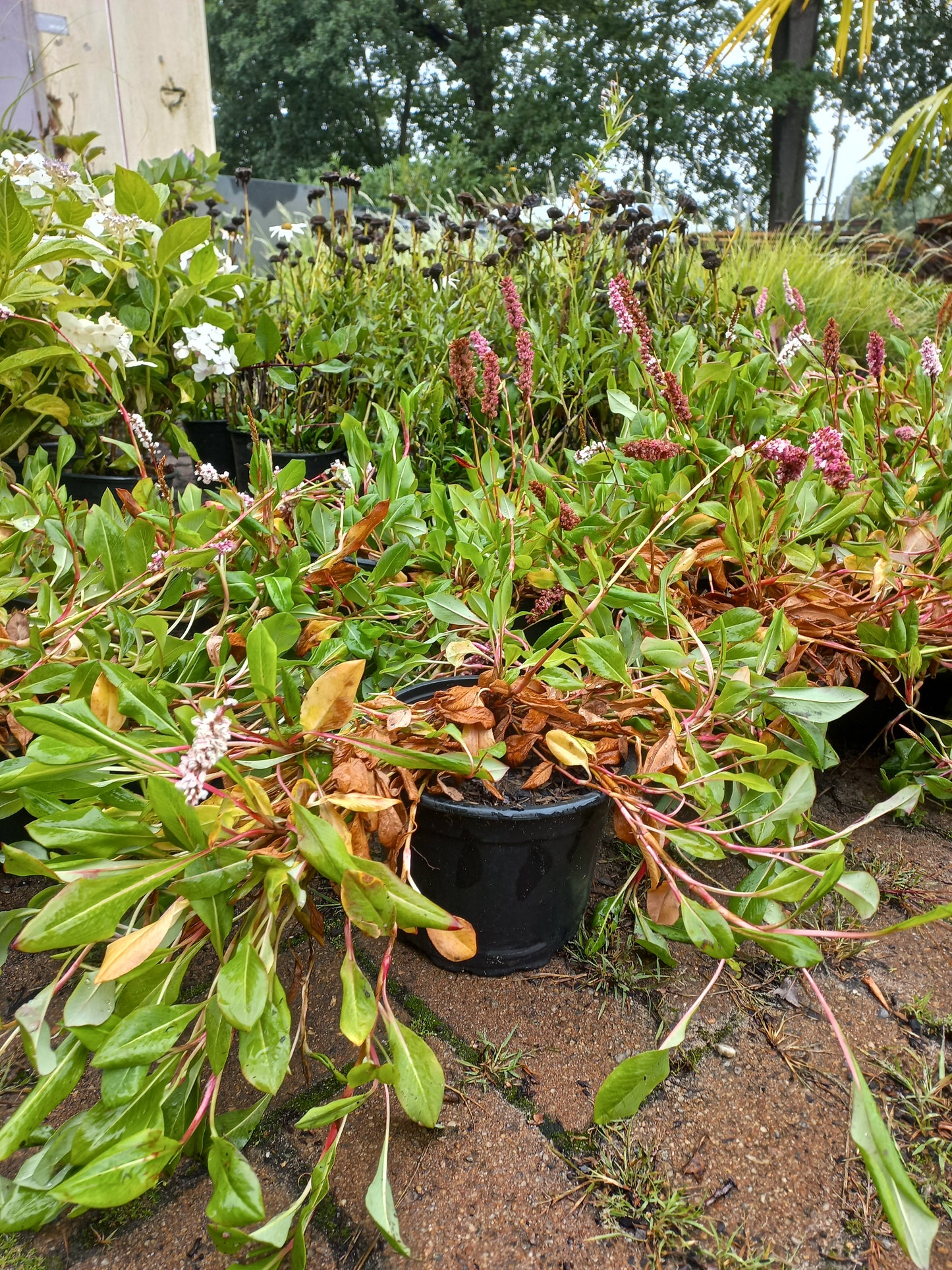 Persicaria Affinis Darjeeling Red