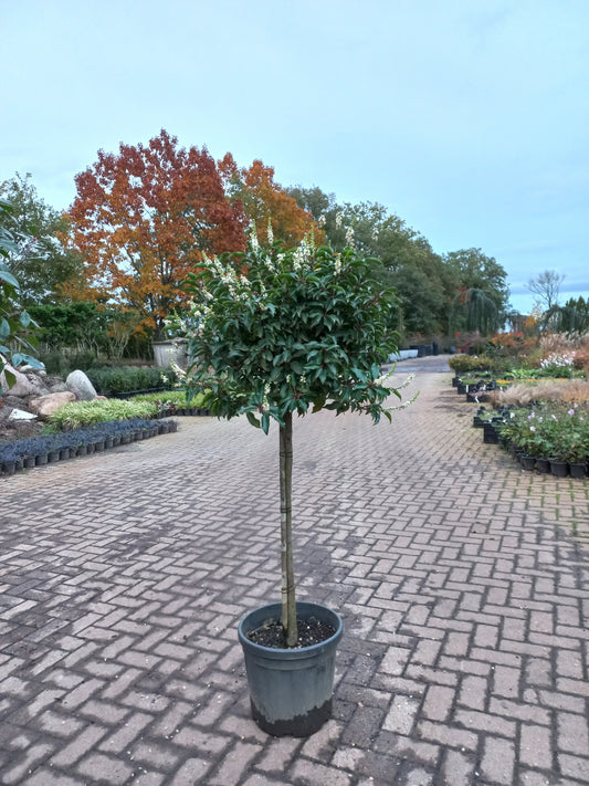 Bol Prunus Lusicanica Angustifolia op stam