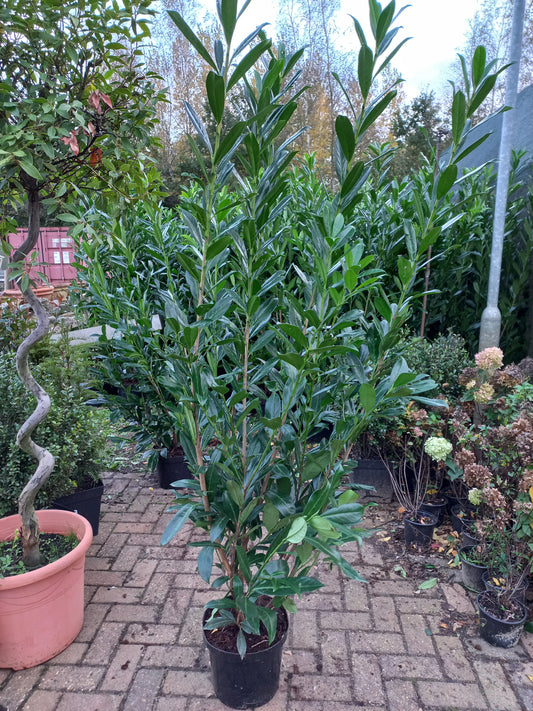 Prunus Caucasica Laurier 180cm