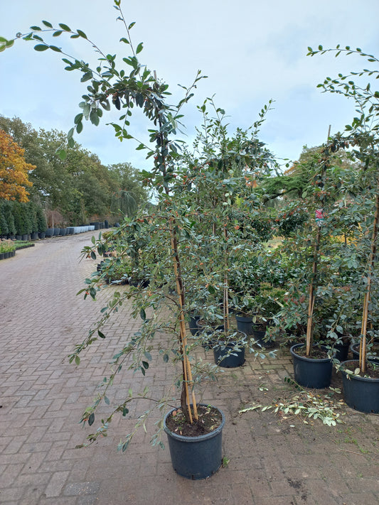 Cotoneaster Lacteus