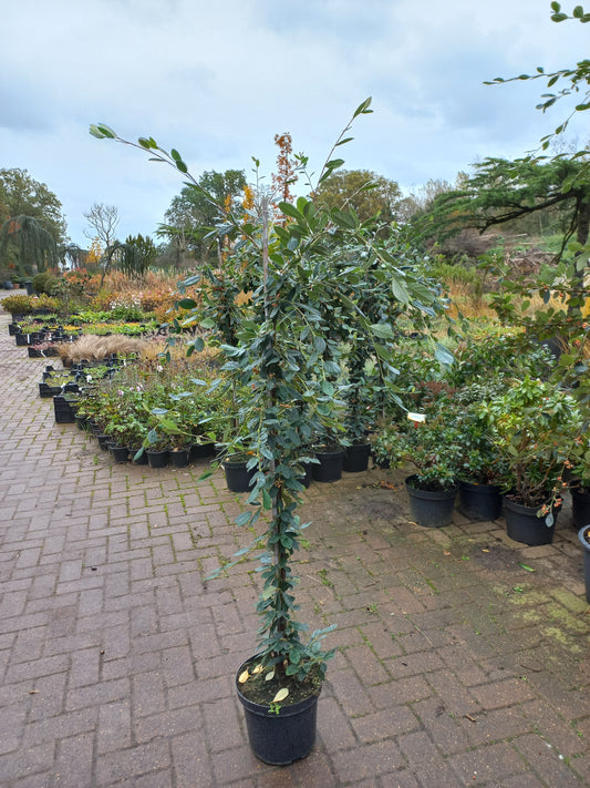 Cotoneaster Lacteus