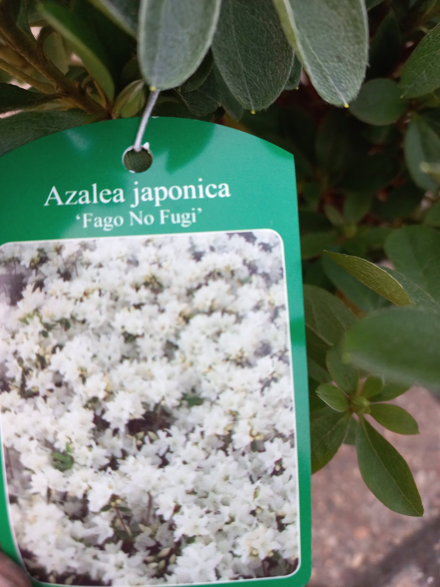 Azalea Japonica Fago No Fugi Wit