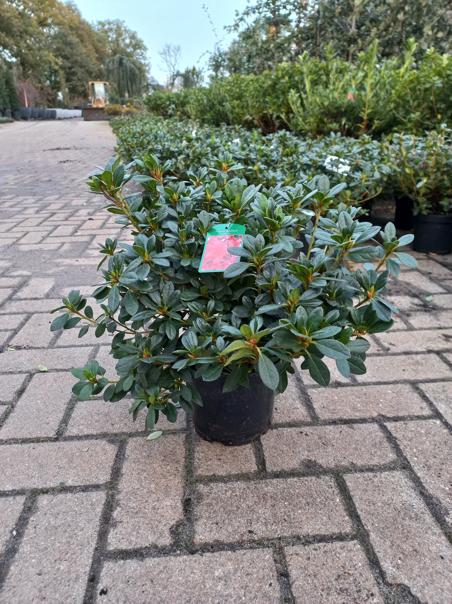 Azalea Japonica Arabesk Rood Roze