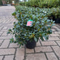 Azalea Japonica Arabesk Rood Roze