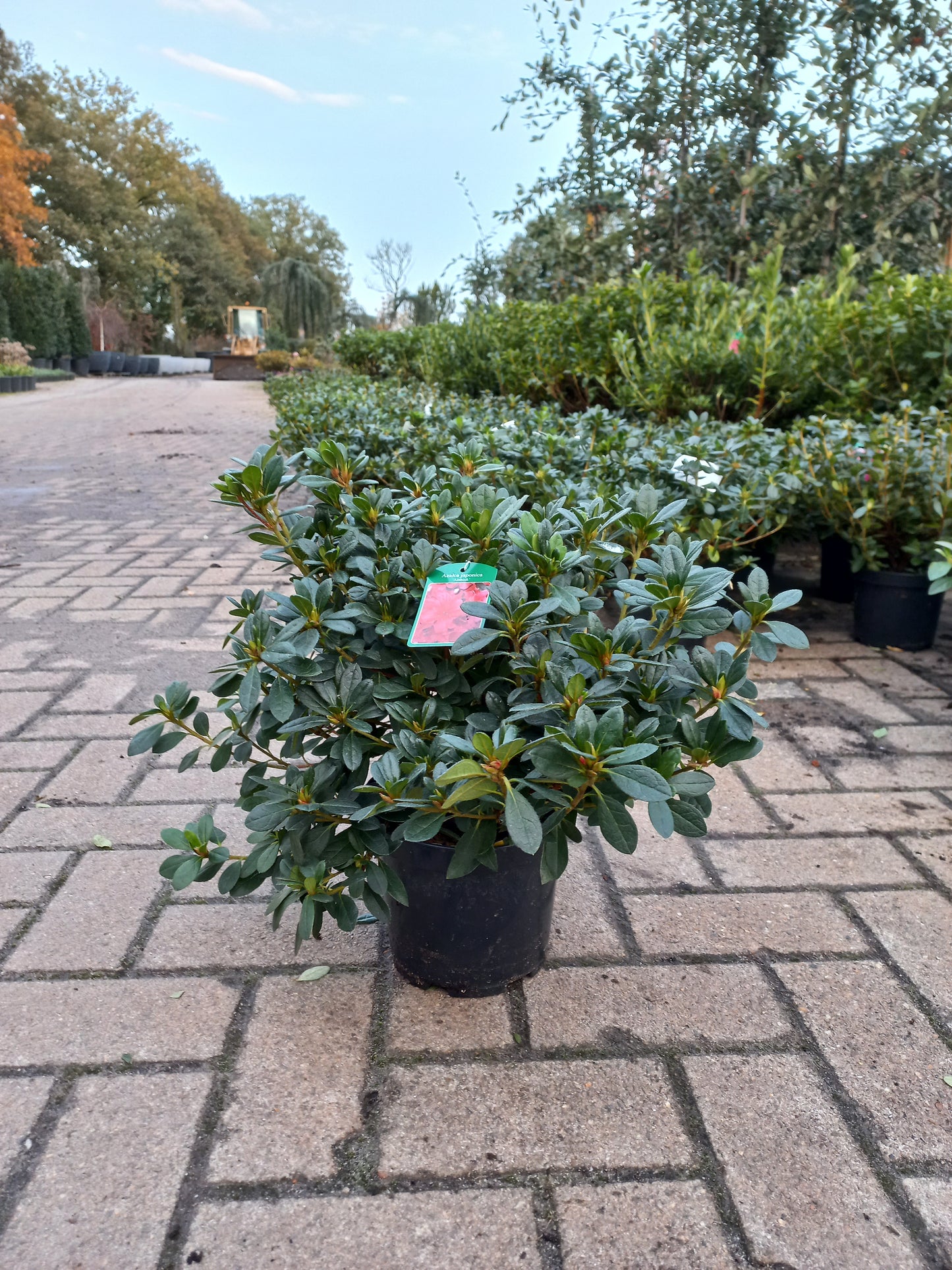 Azalea Japonica Arabesk Rood Roze