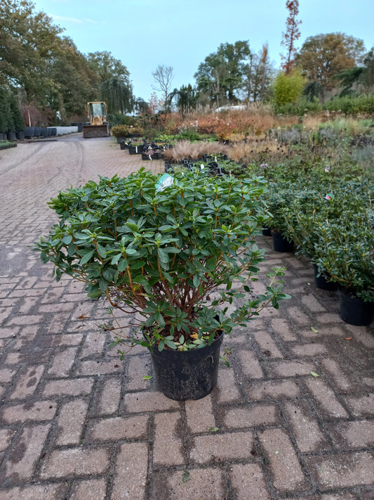 Azalea Japonica Luzi