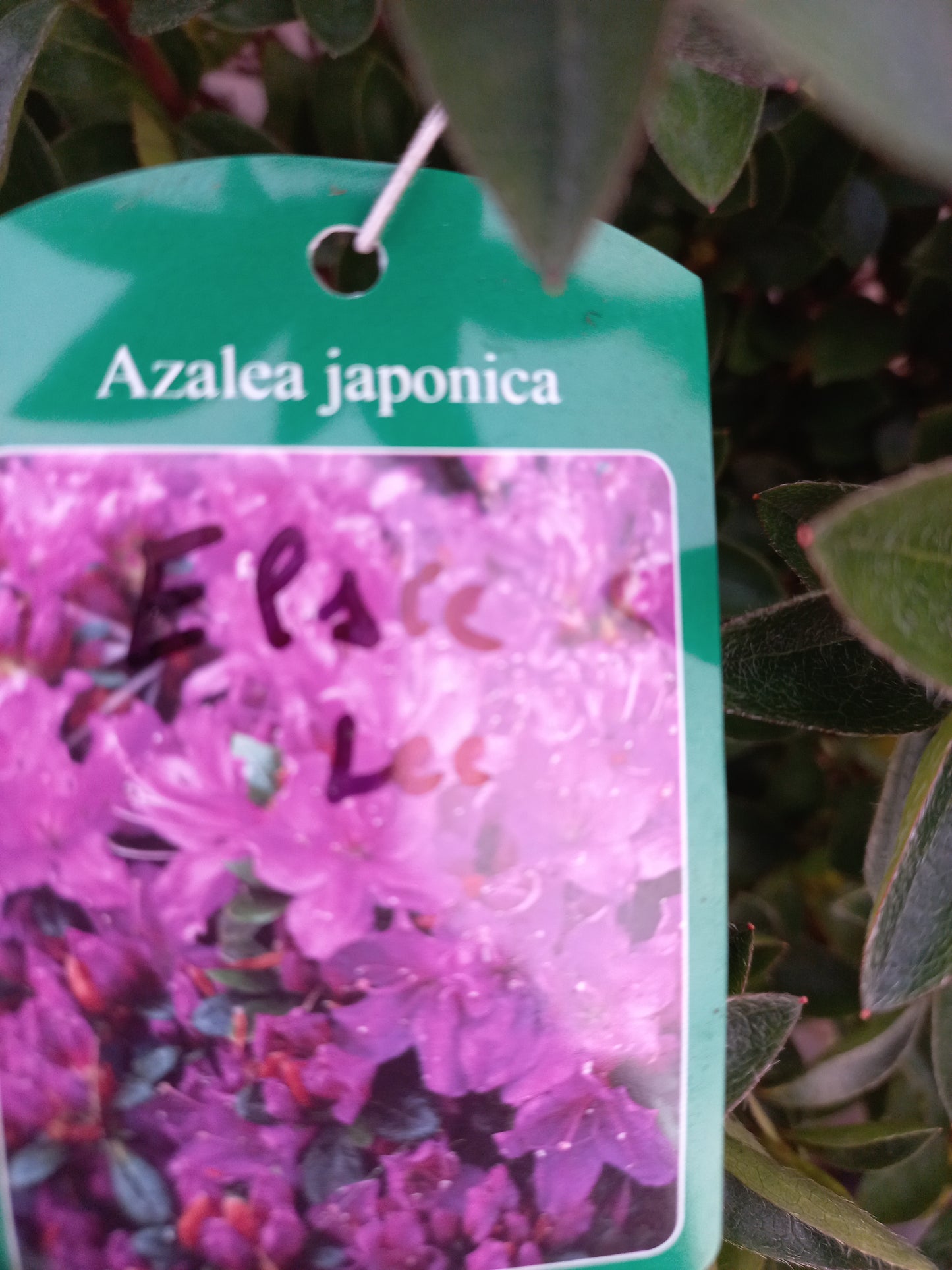 Azalea Japonica Elsie Lee