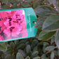 Azalea Japonica lily marlene