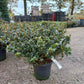 Rhododendron (AJ) Insurpassable