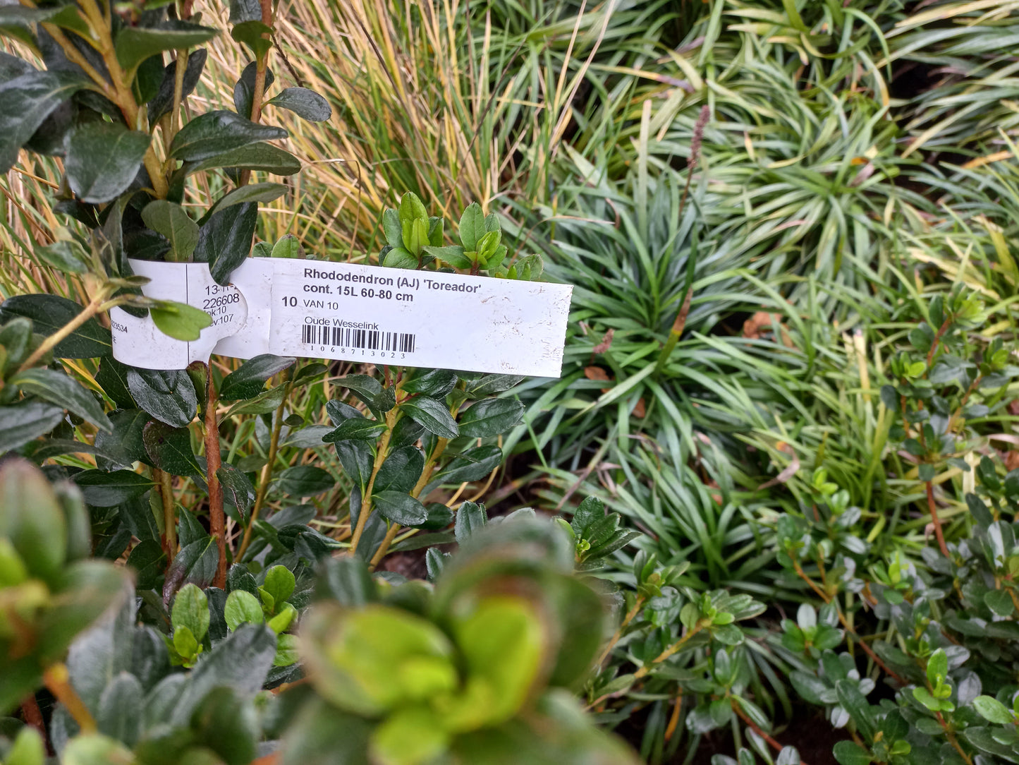 Rhododendron (AJ) Toreador