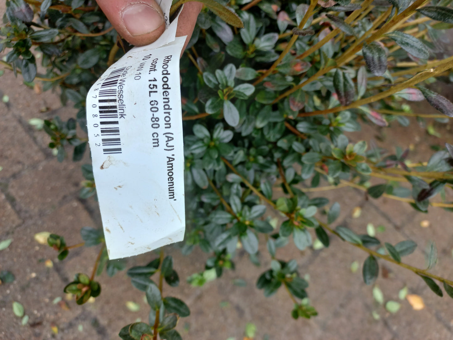Rhododendron (AJ) Amoenum