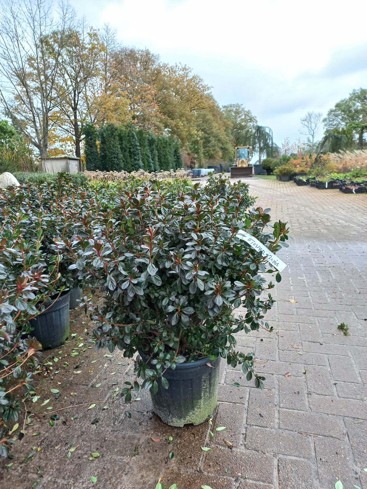 Rhododendron (AJ) Stewartstonian