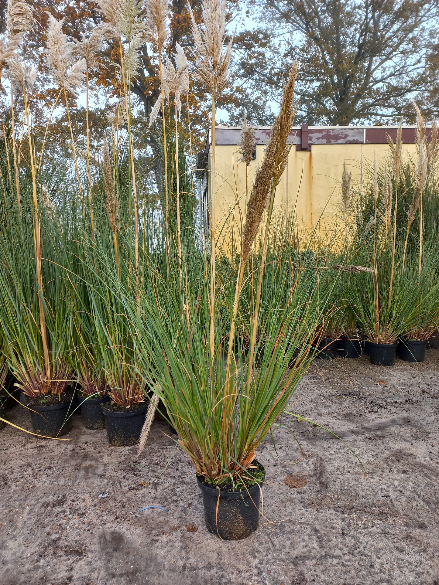 Cortaderia Selloana pampasgras