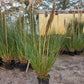 Cortaderia Selloana pampasgras