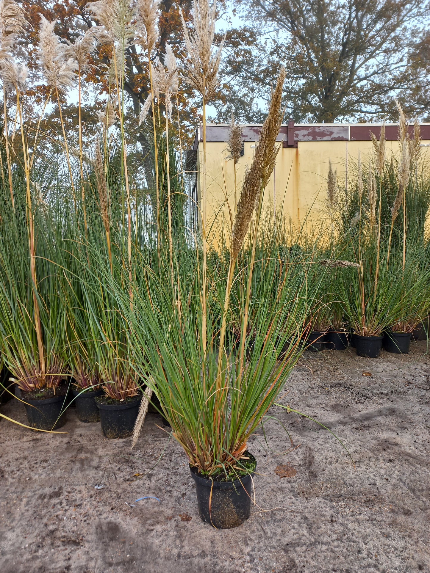 Cortaderia Selloana pampasgras