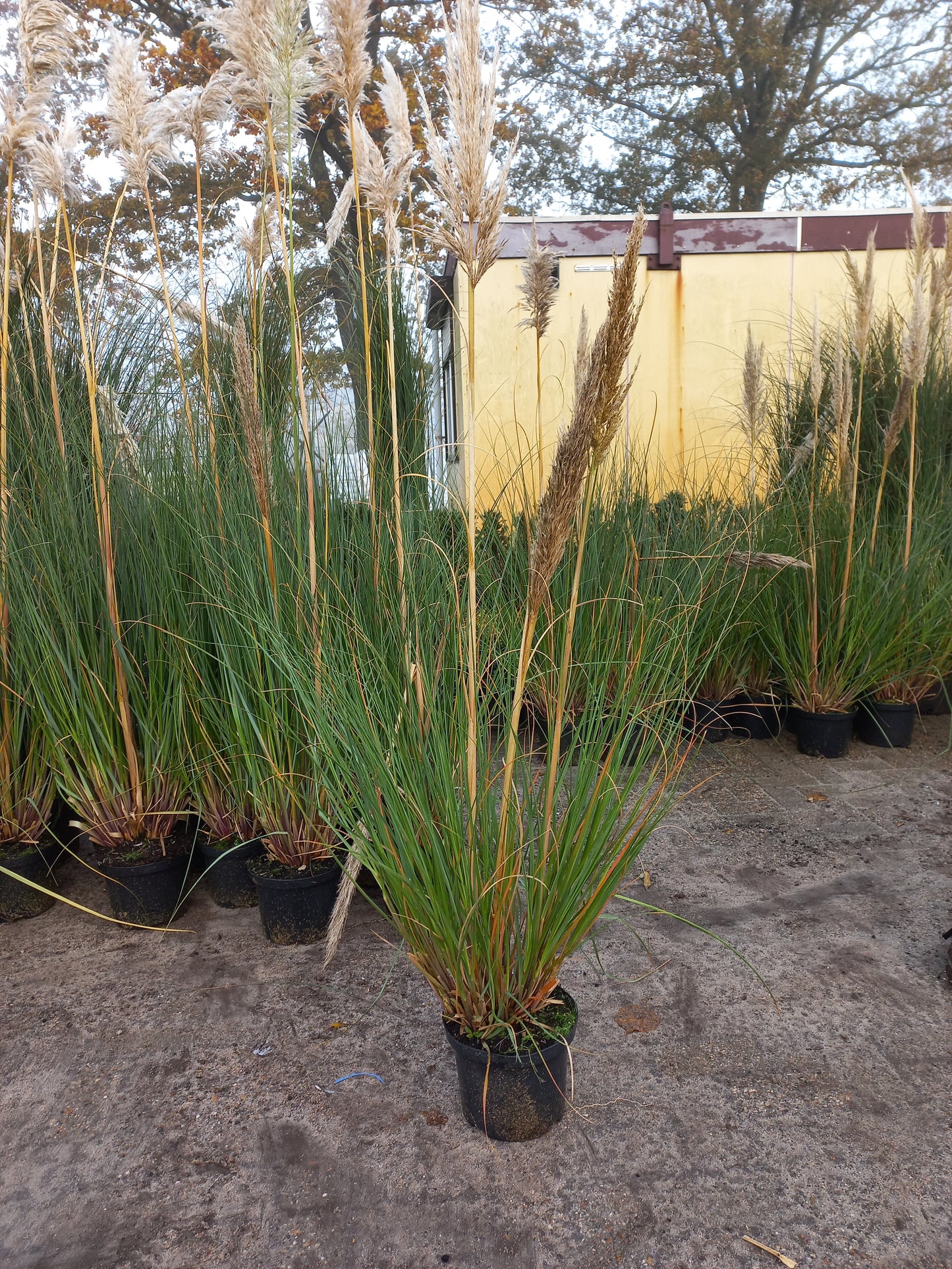 Cortaderia Selloana pampasgras