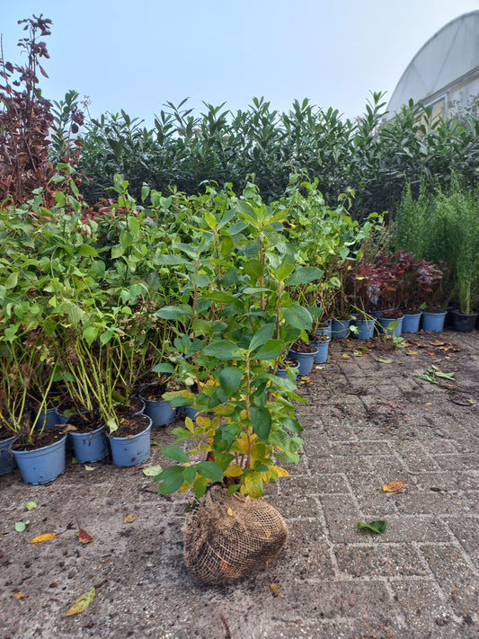 Clethra alnifolia Pink spire Schijnels