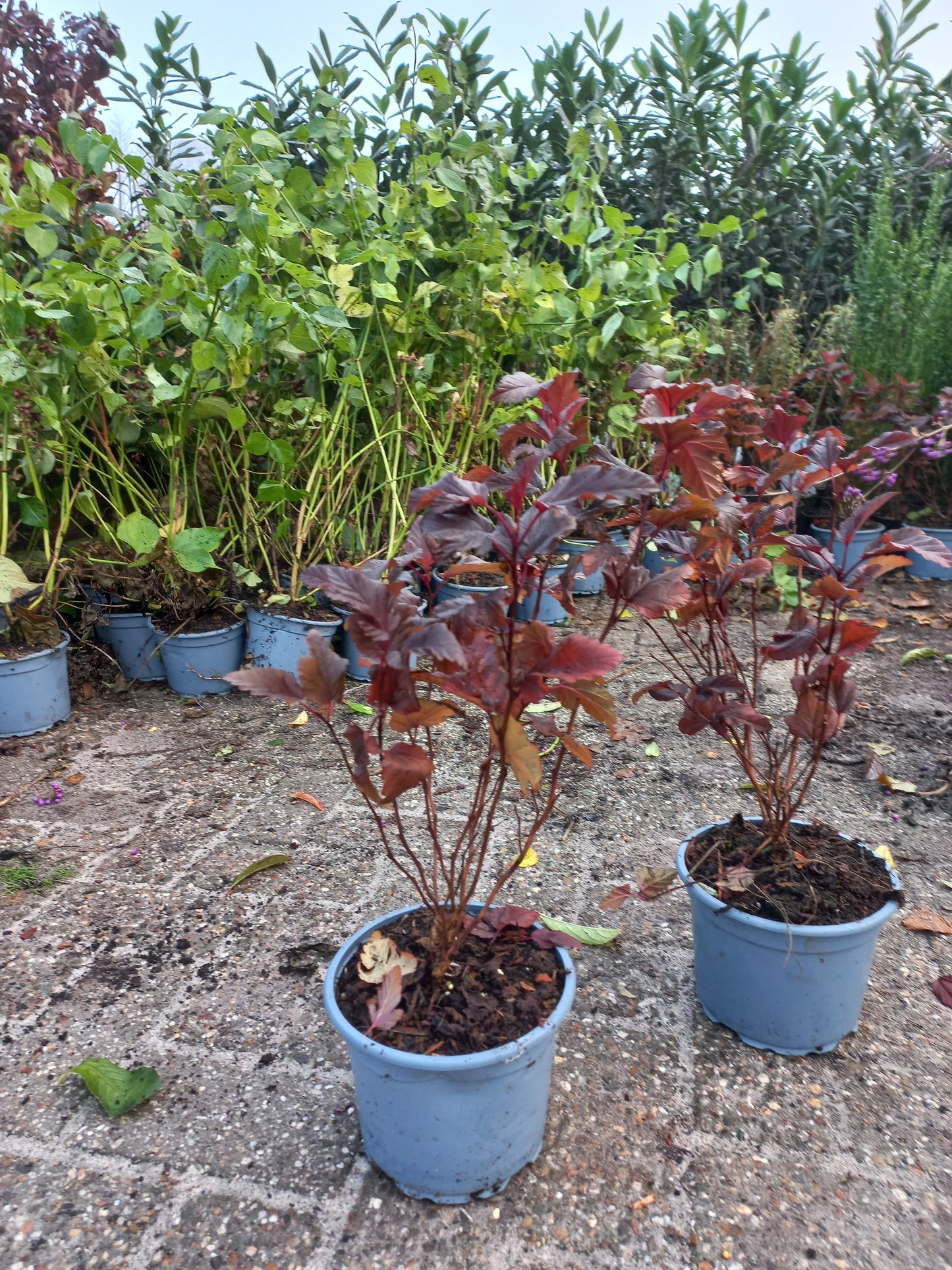 Physocarpus Little Angel blaasspirea