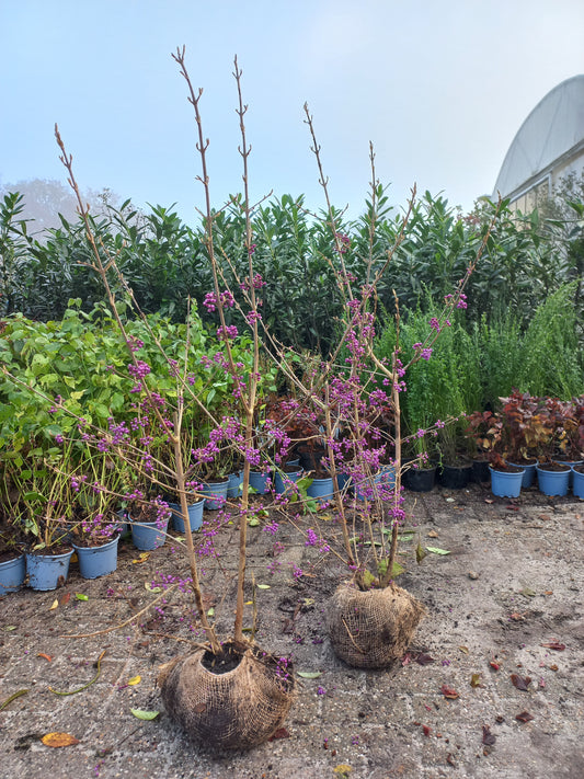 Callicarpa Profusion Schoonvrucht