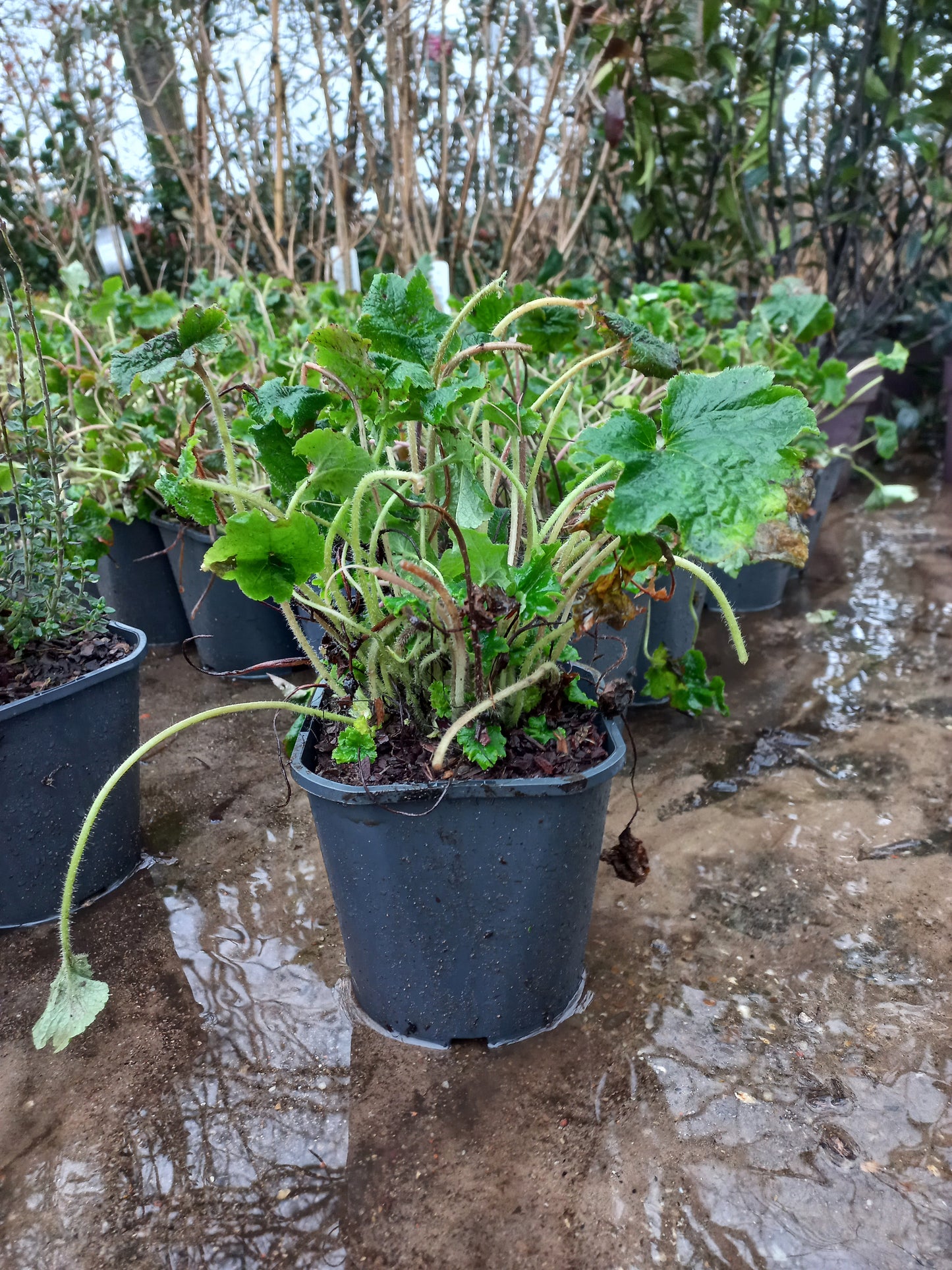 Tellima grandiflora Mijterloof 2liter