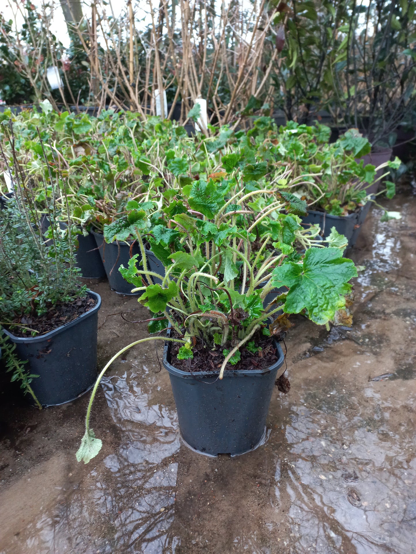 Tellima grandiflora Mijterloof 2liter