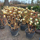 Edgeworthia chrysantha Winter liebe Papierstruik